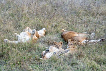 Lion family taking a nap