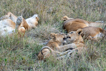 Lion family two cubes with two moms