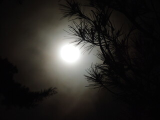 Luna con rami di pino