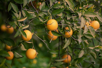 Tangerine garden with fruits