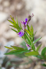 Polygala sibirica, of the family Polygalaceae.