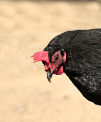 Black hen with copy space