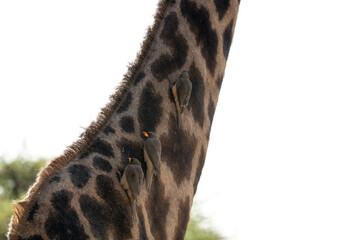 Birds on the neck of a giraffe