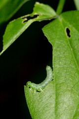 Sterictiphora geminata, of the family Argidae.