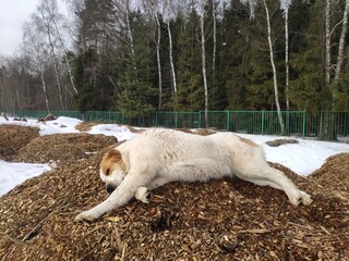 large dog Alabai lies on the sawdust on the street in winter. White and brown Central Asian Shepherd Dog is resting on tree bark mulch