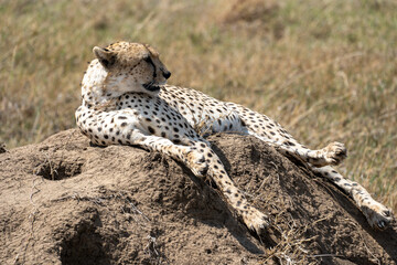 Cheetah lounging on a rock