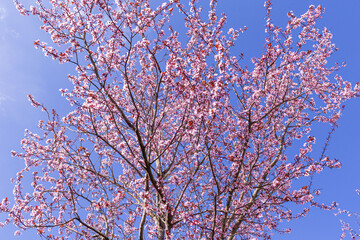 Blutpflaume im Frühjahr