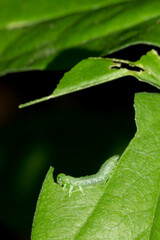 Sterictiphora geminata, of the family Argidae.