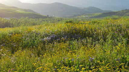 Fototapeta premium field of yellow dandelions 