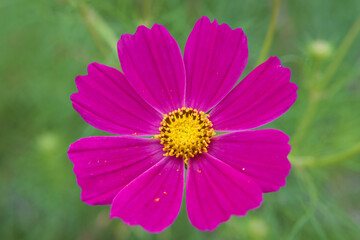 Obraz premium 秋桜