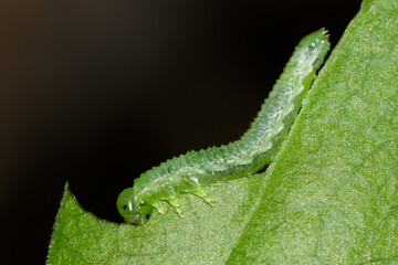 Sterictiphora geminata, of the family Argidae.