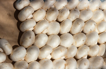 Fresh champignon mushrooms, background. top view