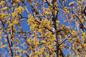 flowering dogwood