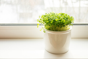 Micro greens arugula sprouts in a white pot on a light background. Horizontal banner with copy space. Organic food and proper nutrition concept