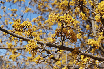 flowers  of cornelian cherry