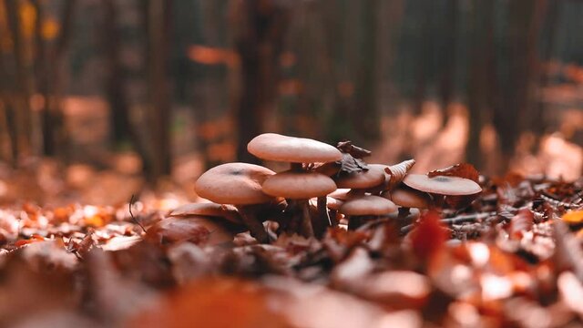 Bunch of mushrooms in the forest in autumn season video