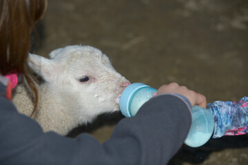 
Giving a bottle to a lamb