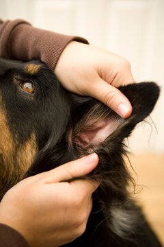 Checking dogs ear