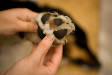 Checking dogs paw