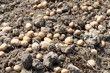 Farming Of Fresh Newly Grown Desi Indian Potatoes With Roots Aloo Ki Kheti Laying On Muddy Agricultural Land During Harvest Season In India