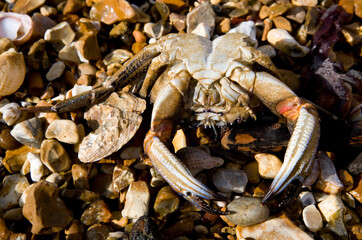 Washed up dead common shore crab
