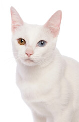 Fototapeta premium Khao Manee cat