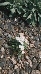 white flowers on the ground