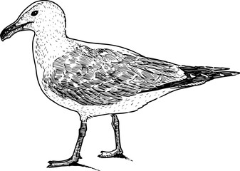Naklejka premium Freehand drawing profile of large sea gull standing
