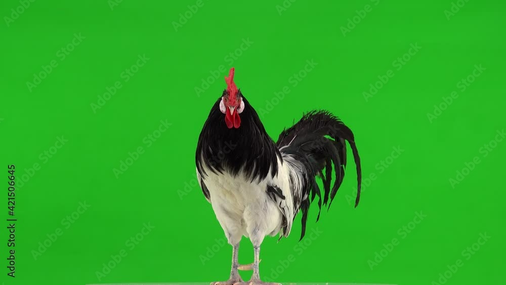 Poster beautiful rooster sings three times on a green screen, studio. natural sound