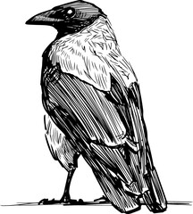 Sketch of large crow standidng and looking - 421506624