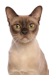 Burmese cat