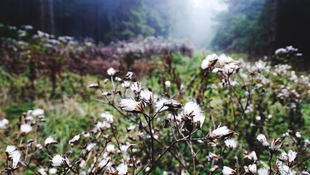 White Flowers In A Field