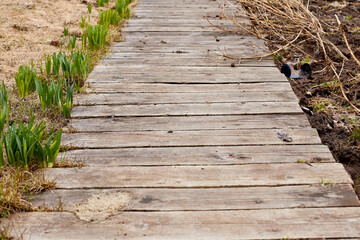 Fototapeta premium A path made of planks on the ground. Old brown board for background or texture