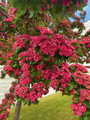 Very small and pink colored flowerbuds on the tree in the park