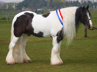 Champion Piebald Pony