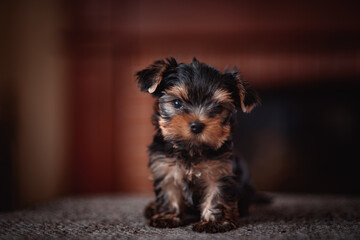 A Yorkshire Terrier puppy near the fireplace