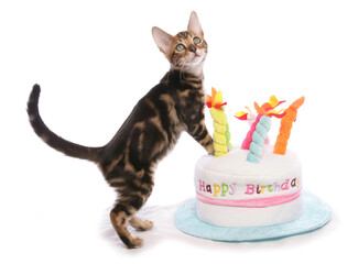 Bengal kitten on birthday cake hat