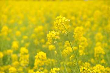 Obraz premium Closeup of Canola Flower (Rapeseed) over blurred yellow canola field