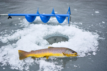 Brown trout ice fishing catch 