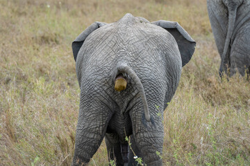 african elephant in the savannah pooing