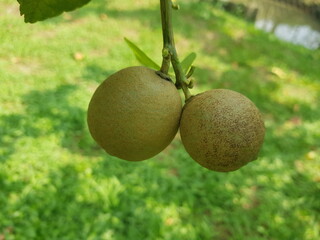 Symptoms of  citrus rust mite on lemon fruit in Viet Nam.