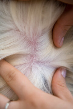 Dog being inspected for fleas