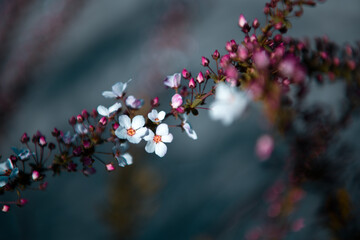 fiori in primavera pasqua 
