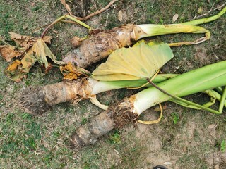 The remains of a bon tree that were dug