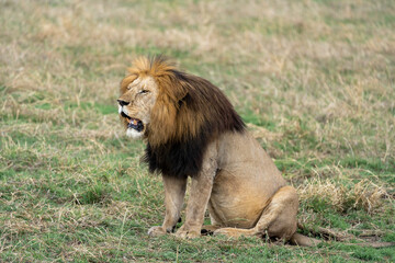 Lion after a big lunch on the savanna