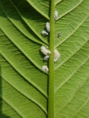 Guava mealy bug lay eggs on leaf.