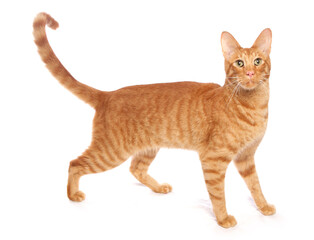 Ginger Cat