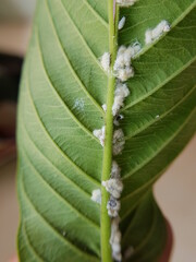 Guava mealy bug lay eggs on leaf.