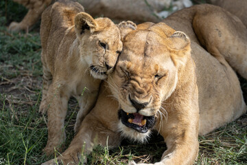 Lion cub cuddling mom