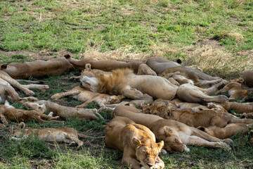 Lion family sleeping in the shade